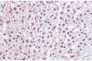 Immunohistochemistry of paraffin-embedded Mouse liver using Lamin B1 Polyclonal Antibody at dilution of 1:100 (Lamin B1 Antikörper)