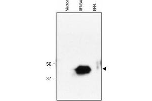 Image no. 1 for anti-Ring Finger Protein 34 (RNF34) (AA 1-373), (N-Term) antibody (ABIN401035) (RNF34 Antikörper  (N-Term))