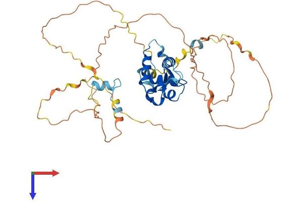 FOXH1 Protein (AA 1-401) (His tag)