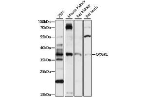 Western blot analysis of extracts of various cell lines, using OXGR1 antibody (ABIN7269133) at 1:1000 dilution. (OXGR1 Antikörper  (AA 50-150))