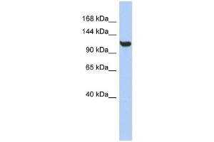 TMEM63C antibody used at 1 ug/ml to detect target protein. (TMEM63C Antikörper  (Middle Region))