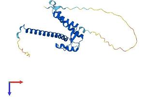 C4orf43 Protein (AA 1-221) (His tag)