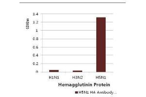 Image no. 2 for anti-Influenza Hemagglutinin HA1 Chain antibody (Influenza A Virus H5N1) (AA 17-338) (ABIN1107749) (Influenza Hemagglutinin HA1 Chain Antikörper (Influenza A Virus H5N1) (AA 17-338))