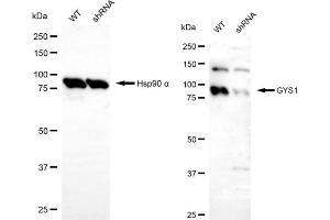 Western blotting analysis using GYS1 antibody (ABIN7798775). (Glycogen Synthase 1 Antikörper)