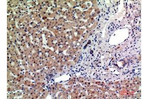 Immunohistochemical analysis of paraffin-embedded human-liver, antibody was diluted at 1:200 (PTGFRN Antikörper  (Internal Region))
