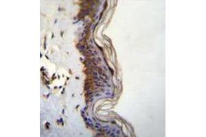 Immunohistochemistry analysis in human skin tissue (formalin-fixed, paraffin-embedded) using FHAD1 Antibody (C-term), followed by peroxidase conjugation of the secondary antibody and DAB staining.
