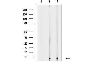 Western blot analysis of lysates from various samples, using ATP5I Antibody.