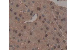 IHC-P analysis of Mouse Tissue, with DAB staining. (NR1H3 Antikörper  (AA 93-432))