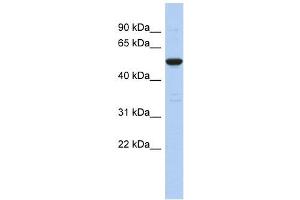 C9ORF75 antibody used at 1 ug/ml to detect target protein. (TPRN Antikörper  (Middle Region))
