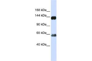WB Suggested Anti-RAPGEF1 Antibody Titration: 0. (GRF2 Antikörper  (C-Term))
