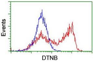 HEK293T cells transfected with either RC203798 overexpress plasmid (Red) or empty vector control plasmid (Blue) were immunostained by anti-DTNB antibody (ABIN2455583), and then analyzed by flow cytometry. (Dystrobrevin beta Antikörper)