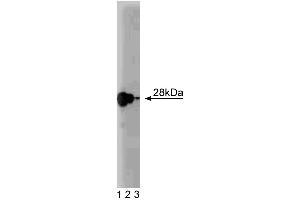Western blot analysis of Ral A on a rat cerebrum lysate. (rala Antikörper  (AA 35-206))