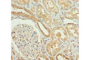 Immunohistochemistry of paraffin-embedded human kidney tissue using ABIN7169989 at dilution of 1:100 (Solute Carrier Family 34 (Type II Sodium/phosphate Contransporter), Member 1 (SLC34A1) (AA 1-103) Antikörper)