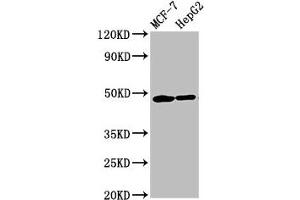 Western Blot Positive WB detected in: MCF-7 whole cell lysate, HepG2 whole cell lysate All lanes: CNNM3 antibody at 5.
