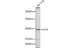 Western blot analysis of extracts of Rat lung using FLT4 Polyclonal Antibody at dilution of 1:1000. (FLT4 Antikörper)
