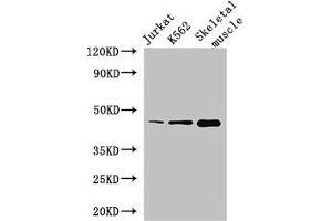 Western Blot Positive WB detected in: Jurkat whole cell lysate, K562 whole cell lysate, Mouse skeletal muscle tissue All lanes: MEIS1 antibody at 2. (MEIS1 Antikörper  (AA 1-90))