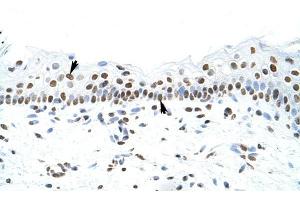 SFPQ antibody was used for immunohistochemistry at a concentration of 4-8 ug/ml to stain Squamous epithelial cells (arrows) in Human Skin. (SFPQ Antikörper)