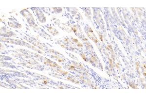 Detection of FCN1 in Mouse Stomach Tissue using Polyclonal Antibody to Ficolin 1 (FCN1) (FCN1 Antikörper  (AA 25-317))