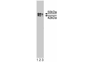Western blot analysis of TIAR on a mouse macrophage cell lysate. (TIAL1 Antikörper  (AA 161-365))