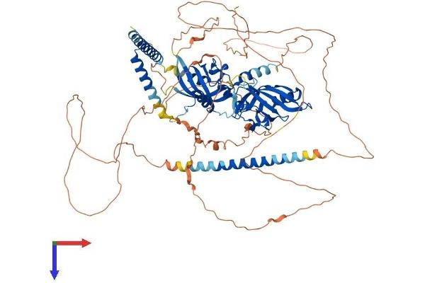 NPAS2 Protein (AA 1-824) (His tag)
