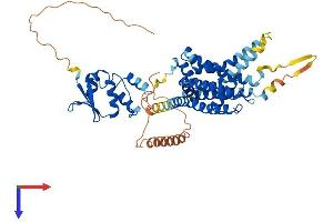 KCNA1 Protein (AA 1-495) (His tag)