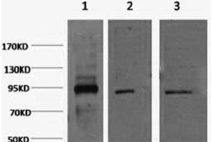 Western Blot analysis of 1) Hela, 2) Jurkat, 3) HepG2 cells using Oct-1/2 Monoclonal Antibody at dilution of 1:2000. (Oct-1/2 Antikörper)