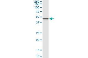Western Blotting (WB) image for anti-Glucosaminyl (N-Acetyl) Transferase 1, Core 2 (GCNT1) (AA 1-428) antibody (ABIN947909)