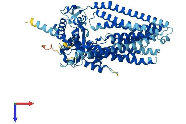 Anoctamin 10 Protein (ANO10) (AA 1-659) (His tag)