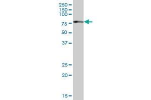 DTNB MaxPab polyclonal antibody. (Dystrobrevin beta Antikörper  (AA 1-609))