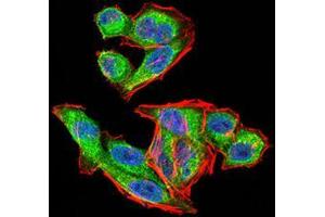 Immunofluorescence (IF) image for anti-Vascular Endothelial Growth Factor A (VEGFA) (AA 207-371) antibody (ABIN5542403)