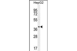 RN Antibody (C-term) (ABIN655838 and ABIN2845252) western blot analysis in HepG2 cell line lysates (35 μg/lane). (RNF215 Antikörper  (C-Term))