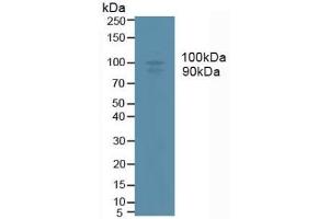 Detection of ADAM17 in Human U937 Cells using Monoclonal Antibody to A Disintegrin And Metalloprotease 17 (ADAM17) (ADAM17 Antikörper  (AA 226-473))