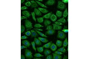 Immunofluorescence analysis of L929 cells using NDUFB3 Polyclonal Antibody (ABIN7268810) at dilution of 1:100 (40x lens).