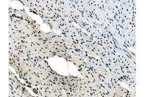 Phospho-PAK1 (Ser199) Antibody at 1/100 staining Rat stomach tissue by IHC-P. (PAK1 Antikörper  (pSer199))