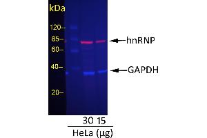 Rabbit anti-Mouse IgG (Heavy & Light Chain) antibody (DyLight 680) - Preadsorbed
