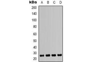 Western blot analysis of HMGB1 expression in Jurkat (A), K562 (B), MCF7 (C), A549 (D) whole cell lysates. (HMGB1 Antikörper)