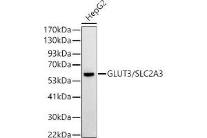 Western blot analysis of extracts of HepG2 cells, using GLUT3/SLC2 antibody (ABIN6134111, ABIN6147961, ABIN6147962 and ABIN6224173) at 1:500 dilution. (SLC2A3 Antikörper  (AA 150-250))