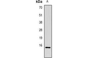 Western blot analysis of CG alpha expression in MCF7 (A) whole cell lysates. (CGA Antikörper)