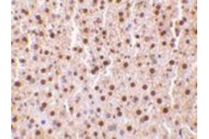 Immunohistochemistry of TRAF2 in mouse liver tissue with this product at 10 μg/ml. (TRAF2 Antikörper  (C-Term))
