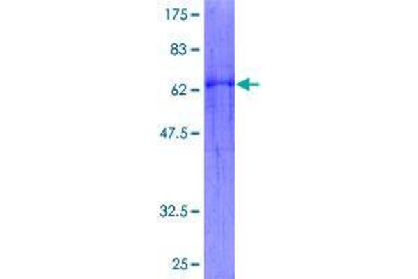 WNT5B Protein (AA 1-359) (GST tag)