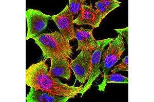 Immunofluorescence analysis of Hela cells using TH mouse mAb (green). (TH Antikörper  (AA 44-208))