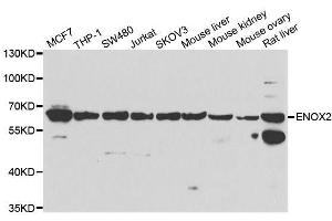 ENOX2 Antikörper  (AA 411-610)