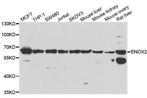 Western blot analysis of extracts of various cell lines, using ENOX2 antibody. (ENOX2 Antikörper  (AA 411-610))