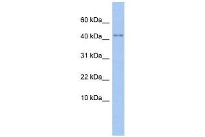 Western Blotting (WB) image for anti-Purinergic Receptor P2X, Ligand-Gated Ion Channel, 5 (P2RX5) (N-Term) antibody (ABIN633736)