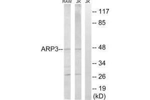Western blot analysis of extracts from RAW264. (ACTR3 Antikörper  (C-Term))