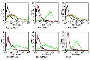Specificity testing of 4/3/17. (CEACAM1/5 Antikörper)