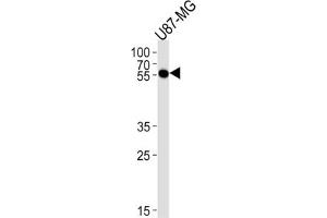 Western Blotting (WB) image for anti-Cytidine Monophosphate N-Acetylneuraminic Acid Synthetase (CMAS) antibody (ABIN3004736) (CMAS Antikörper)