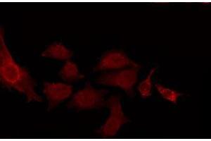 ABIN6275038 staining NIH-3T3 by IF/ICC. (CNTN2 Antikörper  (N-Term))