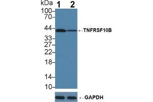 Western blot analysis of (1) Wild-type K562 cell lysate, and (2) TNFRSF10B knockout K562 cell lysate, using Rabbit Anti-Human TNFRSF10B Antibody (1 µg/ml) and HRP-conjugated Goat Anti-Mouse antibody (abx400001, 0. (TNFRSF10B Antikörper  (AA 234-435))