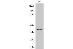Western Blotting (WB) image for anti-COP9 Constitutive Photomorphogenic Homolog Subunit 5 (Arabidopsis) (COPS5) (Internal Region) antibody (ABIN3175725) (COPS5 Antikörper  (Internal Region))